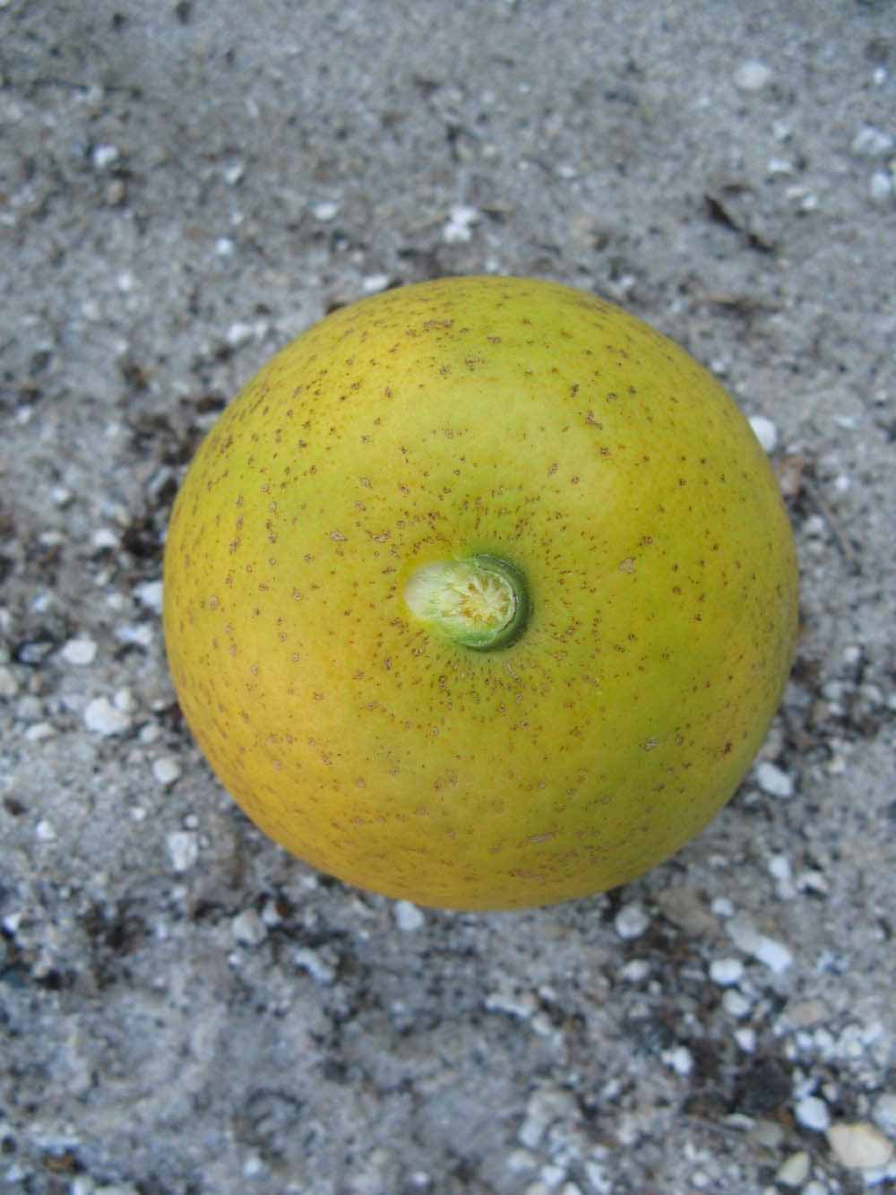              Fruit (Winter Haven, FL)       